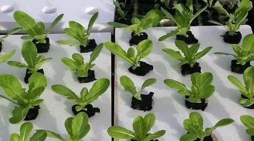 用泡沫板来养花,效果太棒了,扦插3-5天就能生根