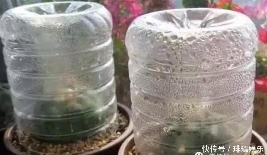 多肉养殖,就用这1种“神器”,植株生根快,长得“翠绿欲滴”