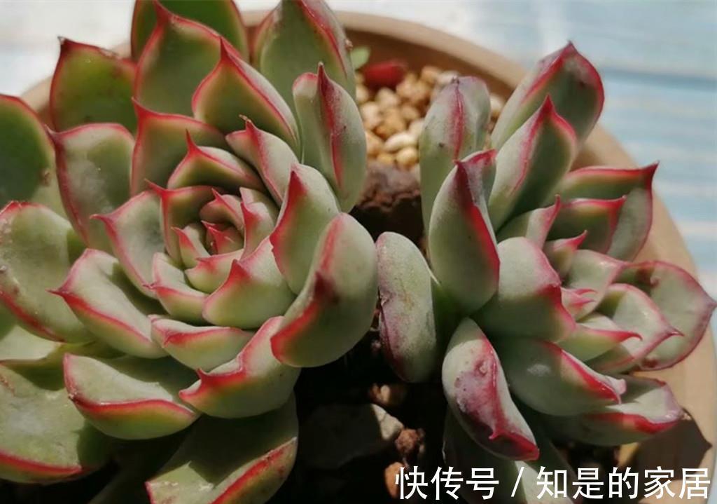 上色|九月多肉上色季,这些急性子多肉,给点阳光就上色,强势变美