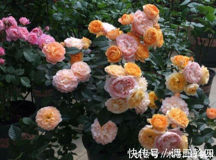 水溶液|最香的4种花,家养一盆,满屋飘香,花开爆盆美如花