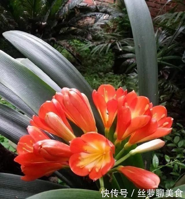 4年都不开花的君子兰,没花一分钱,我让它开花了