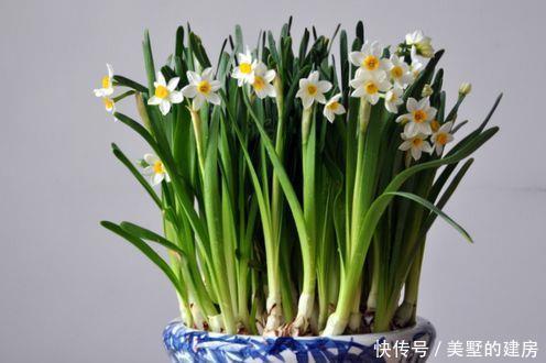 老人|家里养花别养2种,叶子有毒,家里有老人小孩要注意