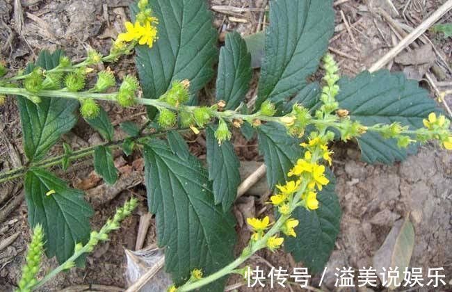 仙鹤草|一个大补虚劳的方子,肾虚、脾虚、气血虚,一味药材,从头补到脚