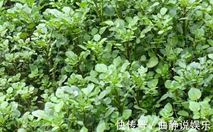 枸杞|入秋后每周吃一次此物,化痰又润肺,常吃身体好!