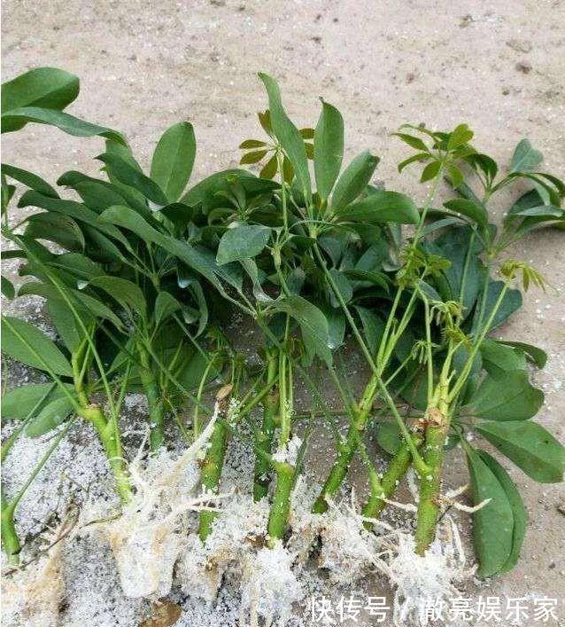 修剪|家养“招财树”，一根孤零零一刀修剪，枝繁叶茂，财源广进