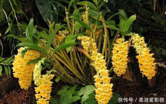 门前石头上长了一丛草，朋友出1000元来买，开起花来真漂亮！