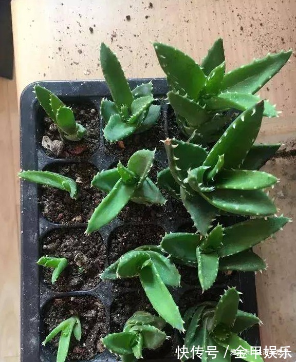 芦荟养越久,越有“价值”,3招学会了,让你家芦荟变成“树”!
