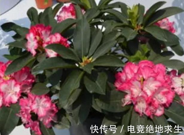 冬天怎么养护杜鹃花,注意4点,花开满枝头