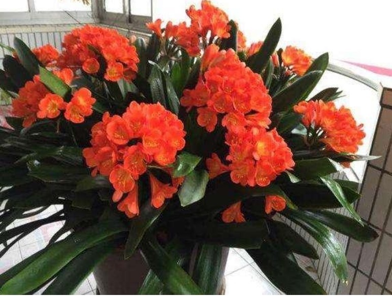 养君子兰,注意3个“要领”,一年开花2次,一盆开出十几朵!