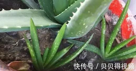 想要芦荟长爆盆,栽培管理要此样做,掌握这些秘诀,轻松养爆盆
