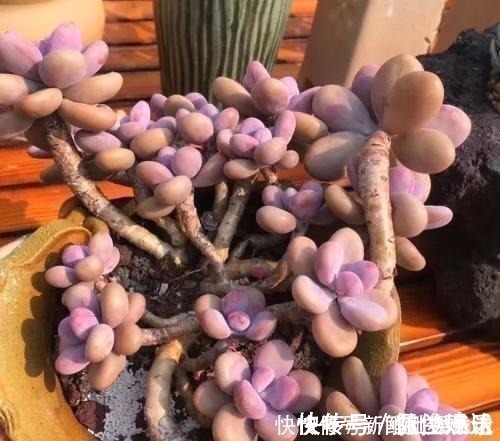 观音莲|养多肉,就养这“6盆”,越长越肥,颜色越来越好看,太美了!