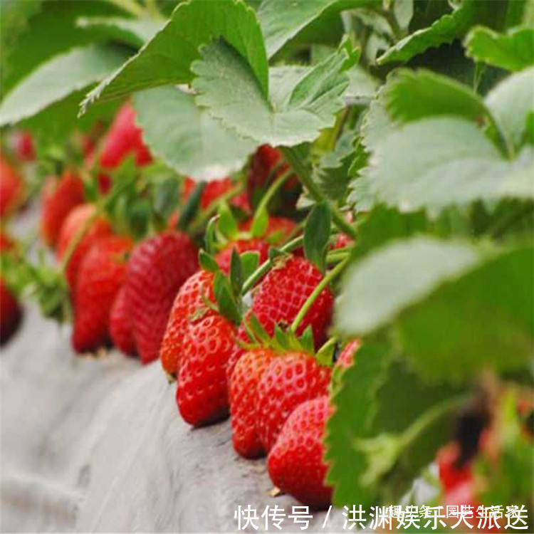 园艺|李大姐这样养盆栽草莓，一次结了500颗，快要长成草莓墙，超赞