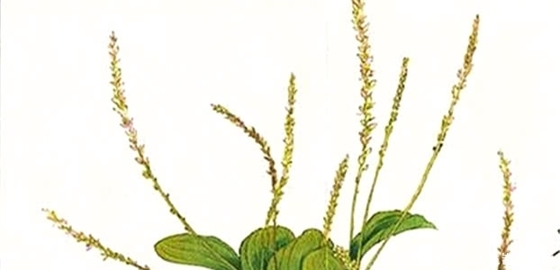 《诗经》神作,不见一个乐字,读完却叫人欢快得不行