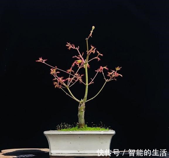 令人惊艳的国内花艺师盆景作品,平时很难见到,值得收藏与分享!