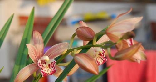  兰花|它是兰花中的“妖精”，花苞又大又香，花色越开越红，新手也能养