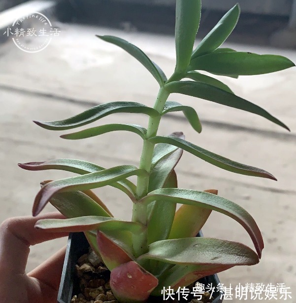 夏天火祭变乱草，熊童子成碰碰香别着急，秋天3招美回来