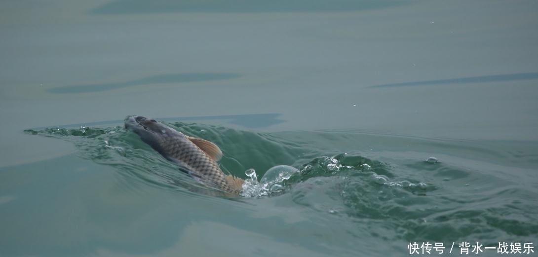 判断|打了好窝后,如何判断鱼进窝呢教你3招,最后那招太实在了