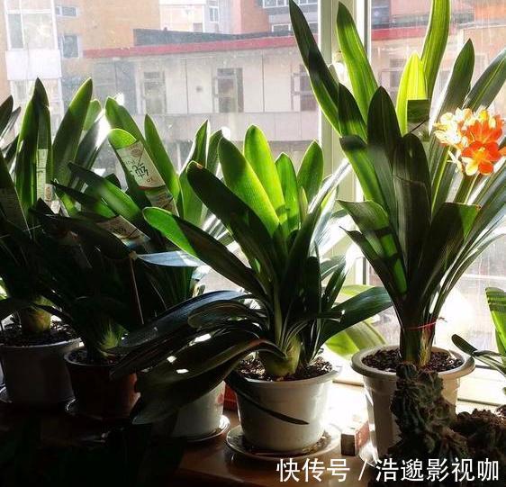 喜欢养花就扦插繁殖盆栽君子兰、矮牵牛,播种育苗十拿九稳