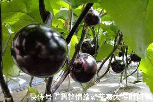 黑番茄|女性不想老得快,多吃此物,皮肤变好了,人更加的年轻了