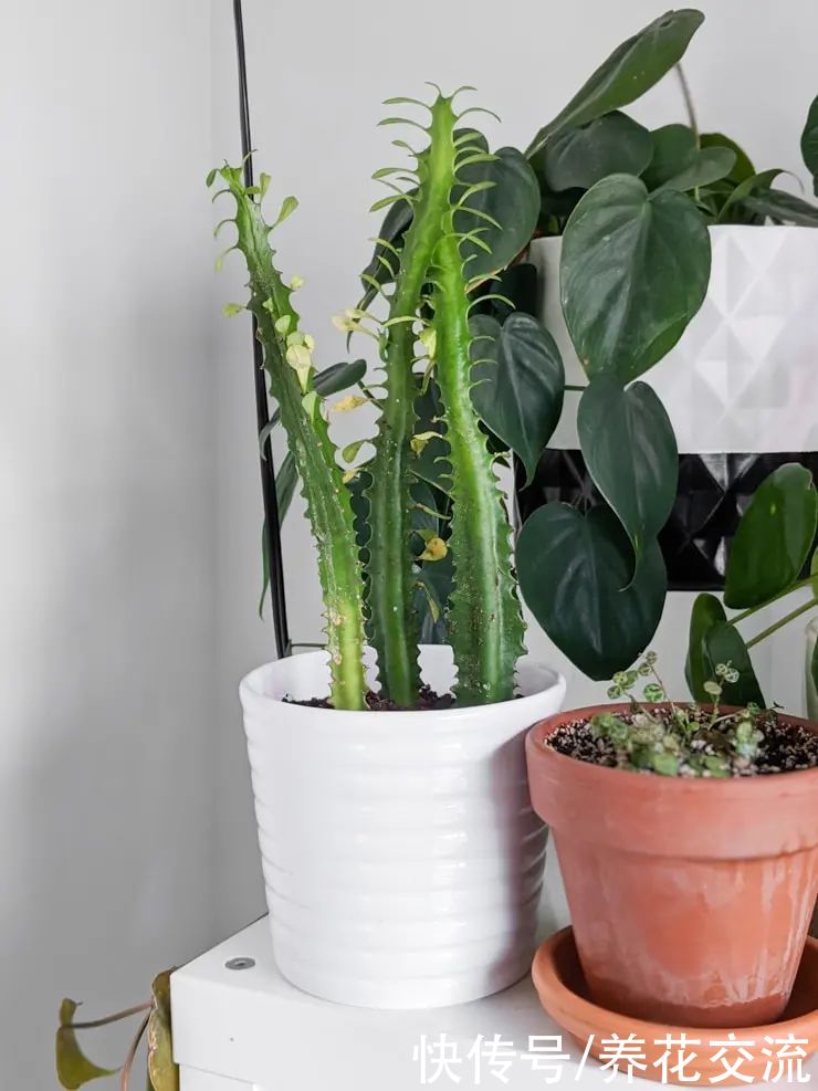 玉树|新手养好盆栽多肉的几个秘诀,选些好养的品种也是极其关键的