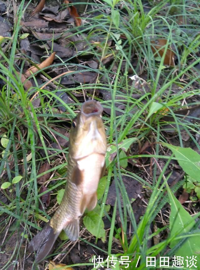 野钓小技巧浮漂做一个小改动,惊鱼几率大降