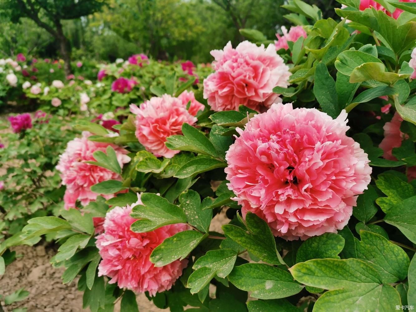 花开时节动京城，唯有牡丹真国色