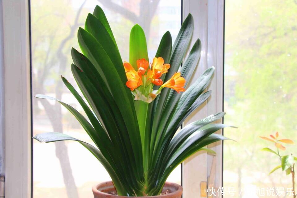 蚊香灰、烟灰“别倒掉”,撒在花盆里,驱虫子、防烂根,简单实用