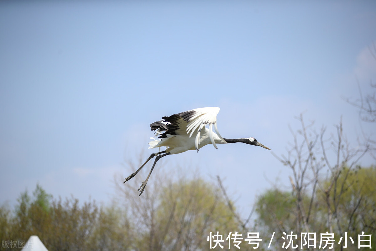 房小白|各地“二次土拍”大多数底价成交,沈阳土拍倒计时2天