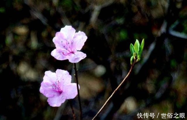 催人泪下|晏几道最深情的一首词,感人至深、催人泪下