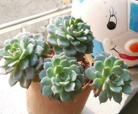 茎干|养多肉植物如何加速上色调节3方面,茎干长出好多'小莲花'