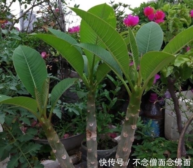 肥料|养花时,把鸡蛋、土豆丢盆里,肥料不用买,就能让花不停爆盆