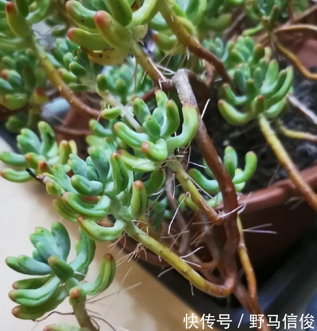 红掌|茉莉花扦插有机关,砍这一段枝条,插土里3天就活