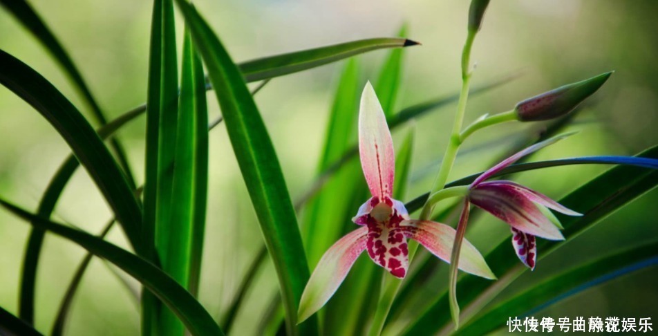 种植|兰花烂根了怎么救活跟着一起做,立马见效!