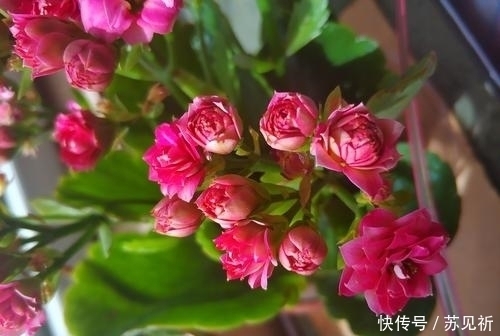 长寿花爱“吃酸”，添点“酸料”、倒点“酸水”，花朵艳丽又多姿