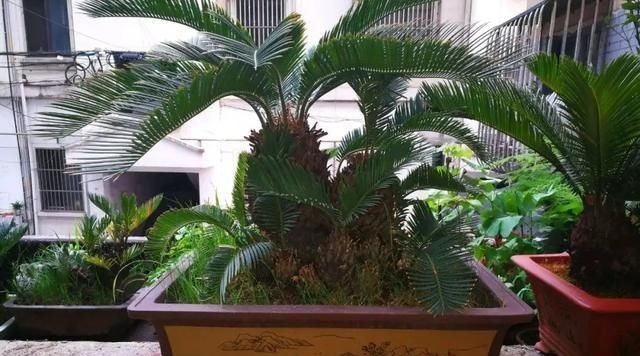 这4种“盆景树”，不仅观赏性高，寿命还特别长，越养越值钱