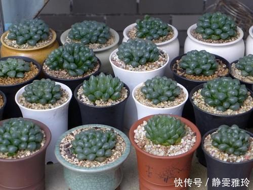 阳台|4款小清新的多肉植物,不贪光还漂亮,很适合养在阳台和办公桌上