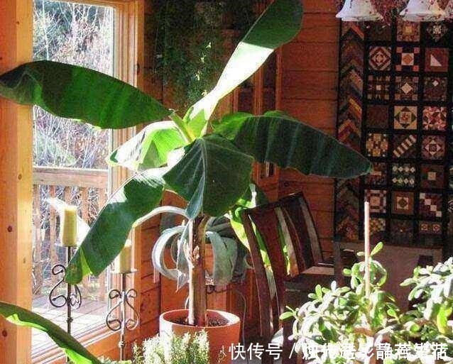 香蕉|坏香蕉竟然还有这样的用途，扔盆栽里几天后让你看到奇迹！