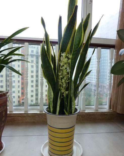 虎皮兰这样养，变成“大壮汉”，开花却“仙气十足”，结满相思豆