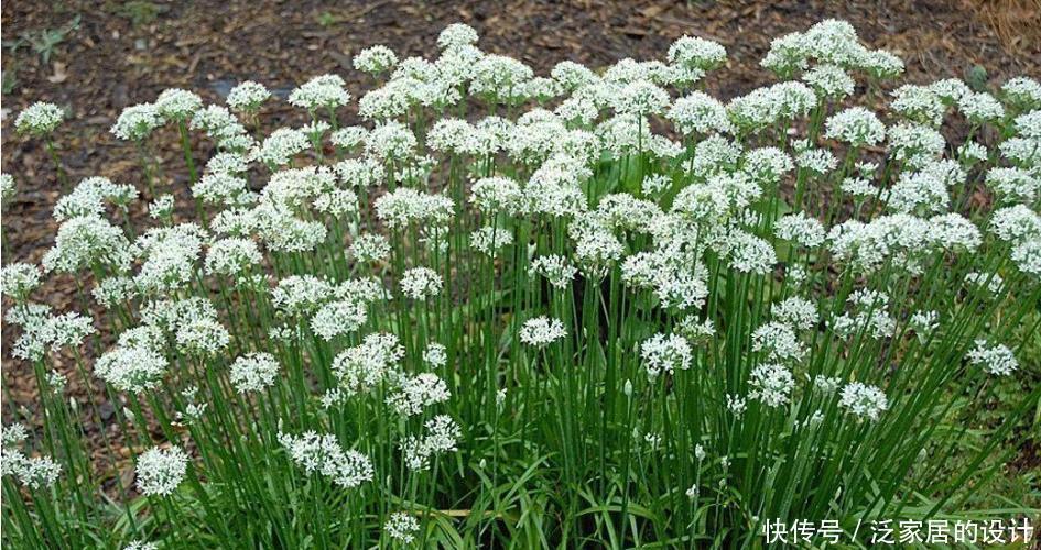 收割|韭菜用这些方法就能不断收割,它还有非常多的好处