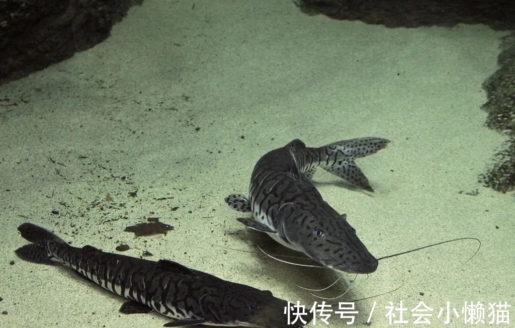 珠江钓起“罕见怪鱼”，全身布满“虎皮”，可能是国家保护鱼类？