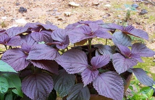 三叶芹|农村田间地头常见6种野菜，鲜美可口，营养丰富，谁吃谁“长寿”