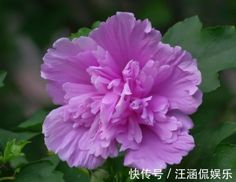 六倍利|喜欢养花,不如养盆长寿花,花量大花期长,花色绚丽夺目