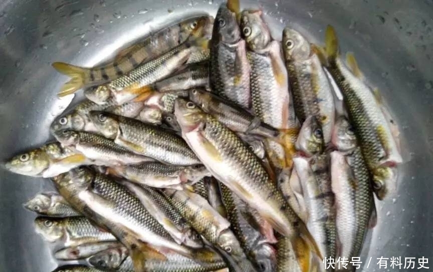 溪石斑,鱼体虽小价格昂贵,很多钓鱼人根本不懂如何垂钓!