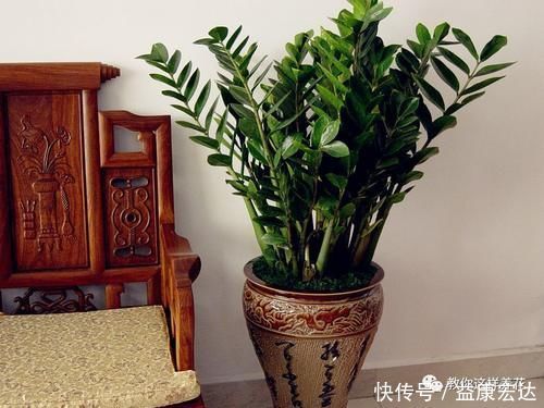 虎尾兰|客厅适合养的5种“耐旱花”，1个月不用浇水，反而爆盆！