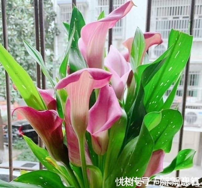 漂亮|4种花超漂亮,个个美出状态,比牡丹还美,年年开花美翻