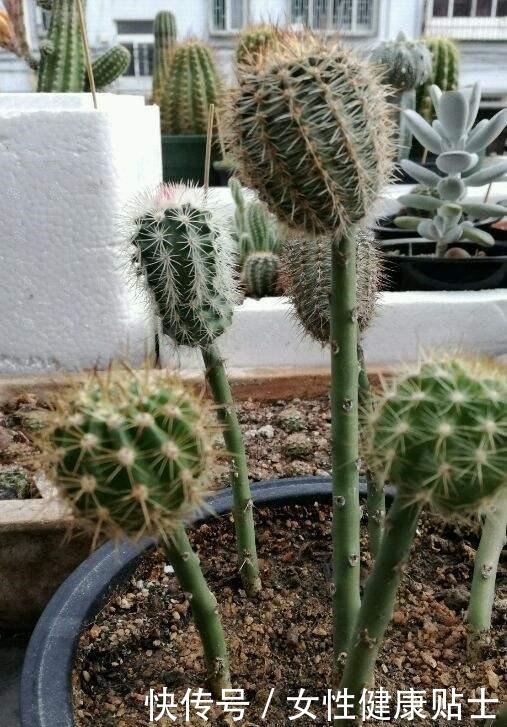 牙签扎个洞,插上仙人球,嫁接在“神木”上,变成“仙人球树”!
