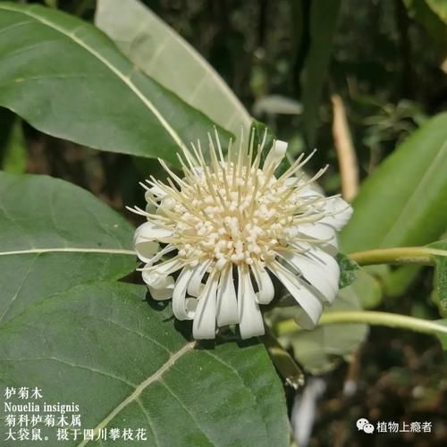 瘾友花事录 在攀枝花 一株146岁的栌菊木在开花 快资讯