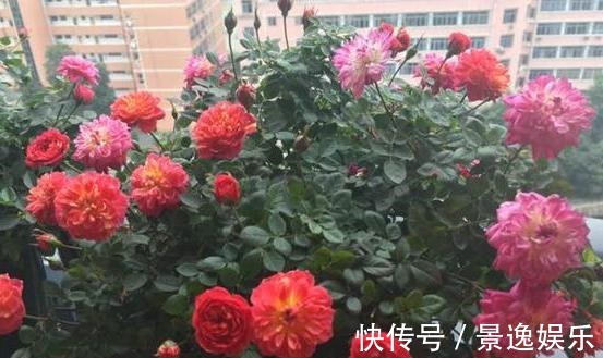 花朵|喜欢养花就盆栽月季,此款花期长、易爆盆,一株苗开出多色花