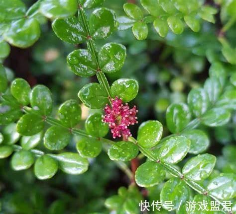 养花|养花试试这几款,白色的花朵,安静祥和