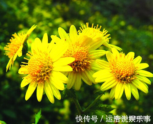 金银花|2种野花,若你有幸在山上遇见,赶紧采摘带回家,晒干泡水好处多